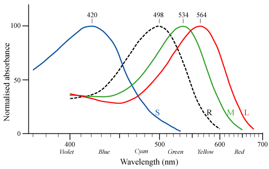 cone-response-en
