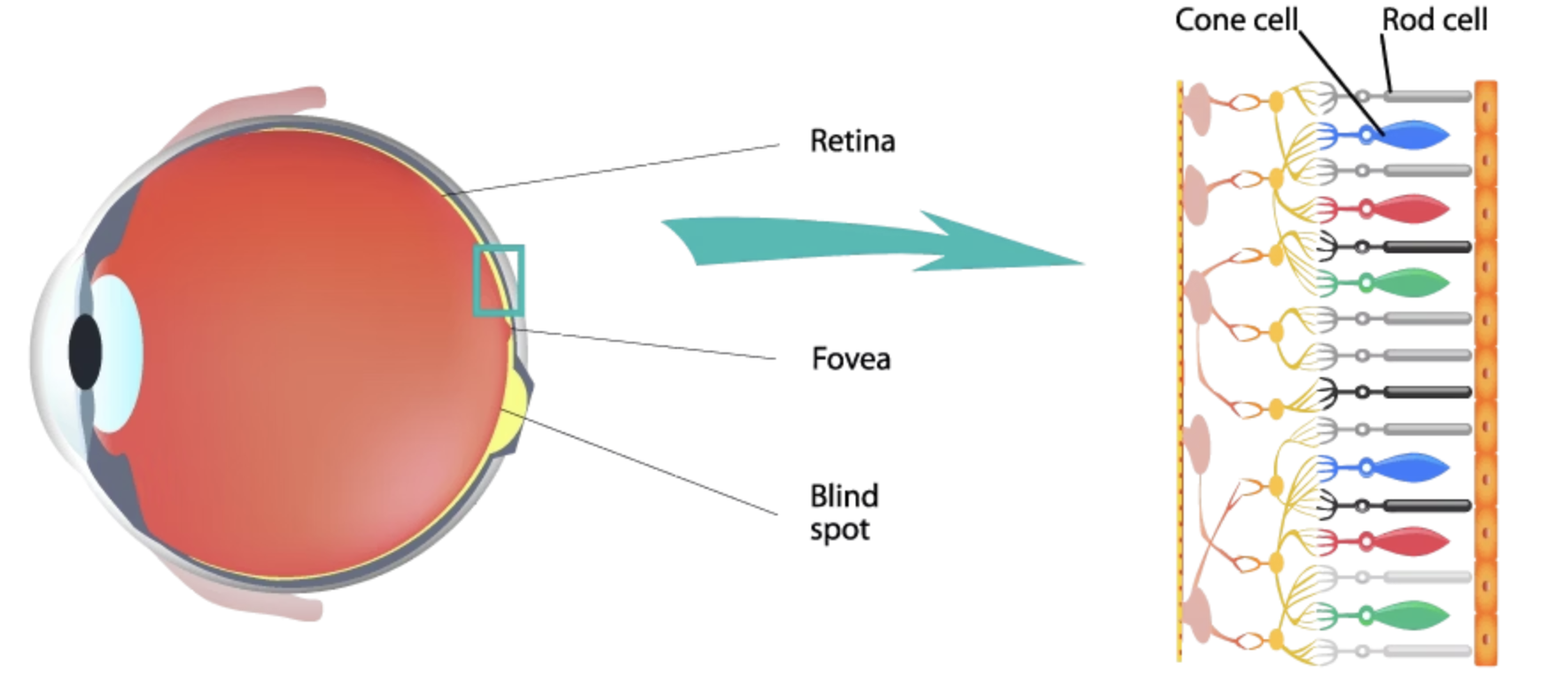 rod-cell